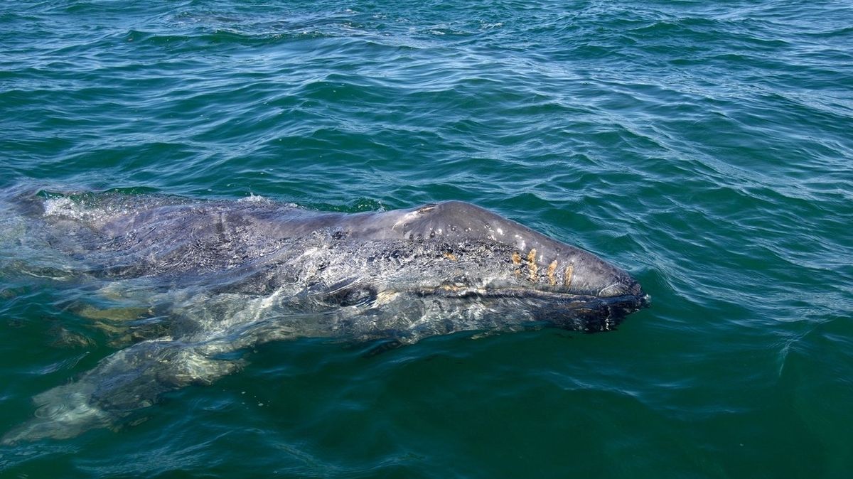 Velryba nadzvedla loď s turisty a unášela ji na zádech
